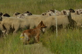 Harzer Fuchs / Bild 94 von 851 / 29.06.2024 10:51 / DSC_8849.JPG
