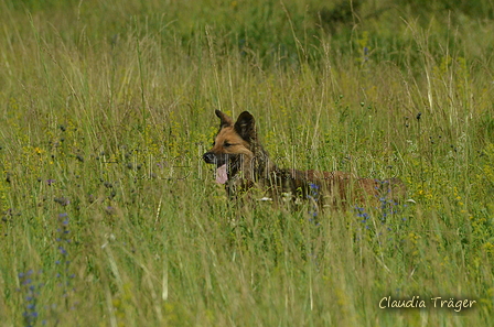 Harzer Fuchs / Bild 93 von 851 / 29.06.2024 10:51 / DSC_8863.JPG