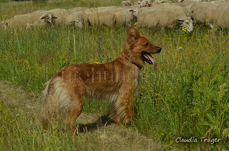 Harzer Fuchs / Bild 92 von 851 / 29.06.2024 10:52 / DSC_8888.JPG