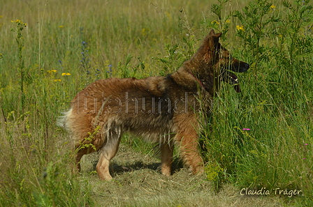 Harzer Fuchs / Bild 91 von 851 / 29.06.2024 10:54 / DSC_8950.JPG
