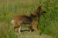 Harzer Fuchs / Bild 91 von 851 / 29.06.2024 10:54 / DSC_8950.JPG
