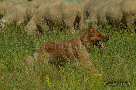 Harzer Fuchs / Bild 90 von 851 / 29.06.2024 10:56 / DSC_8988.JPG