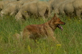 Harzer Fuchs / Bild 90 von 851 / 29.06.2024 10:56 / DSC_8988.JPG