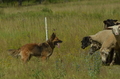 Harzer Fuchs / Bild 89 von 851 / 29.06.2024 10:58 / DSC_9017.JPG