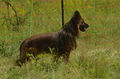 Harzer Fuchs / Bild 84 von 851 / 29.06.2024 11:19 / DSC_9315.JPG