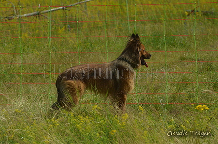 Harzer Fuchs / Bild 83 von 851 / 29.06.2024 11:19 / DSC_9322.JPG