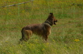 Harzer Fuchs / Bild 83 von 851 / 29.06.2024 11:19 / DSC_9322.JPG
