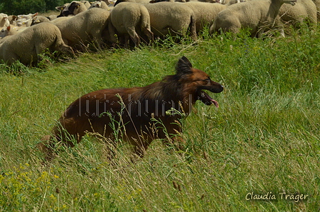 Harzer Fuchs / Bild 80 von 851 / 29.06.2024 11:29 / DSC_9486.JPG