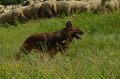 Harzer Fuchs / Bild 80 von 851 / 29.06.2024 11:29 / DSC_9486.JPG