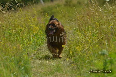 Harzer Fuchs / Bild 79 von 851 / 29.06.2024 11:30 / DSC_9516.JPG
