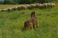 Harzer Fuchs / Bild 78 von 851 / 29.06.2024 11:35 / DSC_9583.JPG