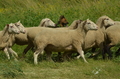 Harzer Fuchs / Bild 77 von 851 / 29.06.2024 11:50 / DSC_9737.JPG