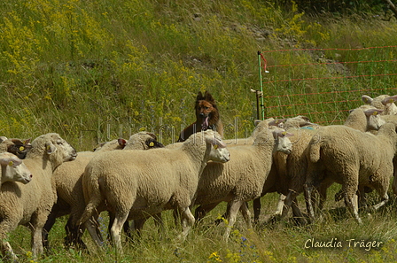 Harzer Fuchs / Bild 76 von 851 / 29.06.2024 11:51 / DSC_9782.JPG