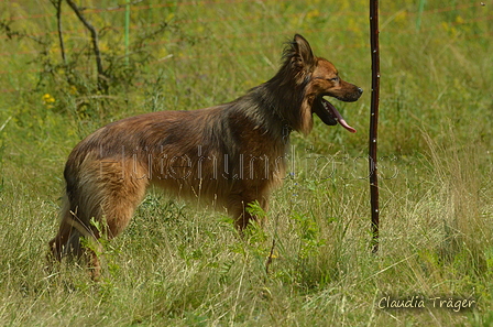 Harzer Fuchs / Bild 75 von 851 / 29.06.2024 11:52 / DSC_9826.JPG