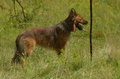 Harzer Fuchs / Bild 75 von 851 / 29.06.2024 11:52 / DSC_9826.JPG