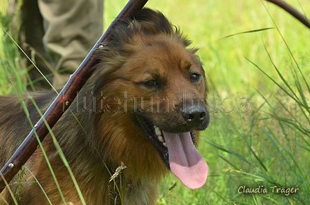 Harzer Fuchs / Bild 72 von 851 / 29.06.2024 11:58 / DSC_9888.JPG