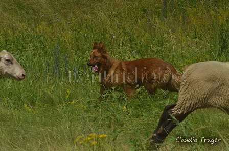 Harzer Fuchs / Bild 71 von 851 / 29.06.2024 13:28 / DSC_0557.JPG