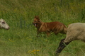 Harzer Fuchs / Bild 71 von 851 / 29.06.2024 13:28 / DSC_0557.JPG