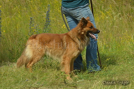 Harzer Fuchs / Bild 66 von 851 / 29.06.2024 15:36 / DSC_1596.JPG