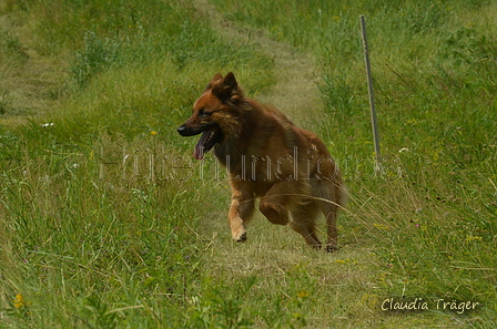 Harzer Fuchs / Bild 65 von 851 / 29.06.2024 15:42 / DSC_1708.JPG