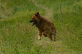 Harzer Fuchs / Bild 65 von 851 / 29.06.2024 15:42 / DSC_1708.JPG