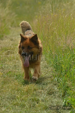 Harzer Fuchs / Bild 63 von 851 / 29.06.2024 15:44 / DSC_1740.JPG