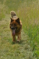 Harzer Fuchs / Bild 63 von 851 / 29.06.2024 15:44 / DSC_1740.JPG