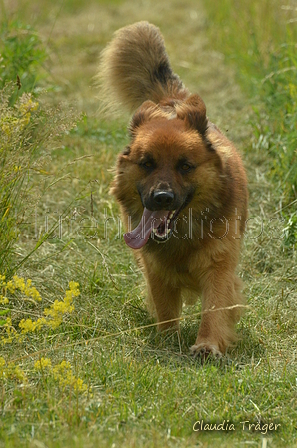 Harzer Fuchs / Bild 60 von 851 / 29.06.2024 15:45 / DSC_1752.JPG