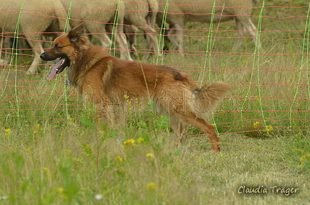 Harzer Fuchs / Bild 58 von 851 / 29.06.2024 16:08 / DSC_1911.JPG