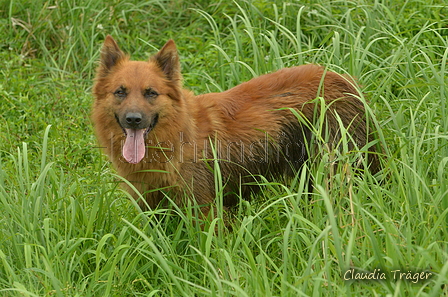 Harzer Fuchs / Bild 55 von 851 / 06.08.2025 12:47 / DSC_9225.JPG