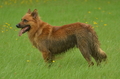 Harzer Fuchs / Bild 53 von 851 / 06.08.2025 12:50 / DSC_9264.JPG