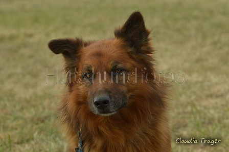 Harzer Fuchs / Bild 52 von 851 / 24.08.2025 12:16 / DSC_0814.JPG