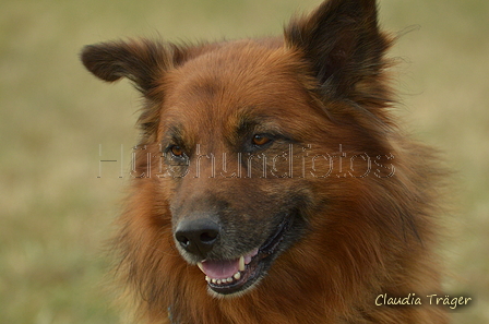 Harzer Fuchs / Bild 51 von 851 / 24.08.2025 12:16 / DSC_0819.JPG