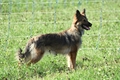 Harzer Fuchs / Bild 50 von 851 / 06.09.2026 09:52 / DSC_3399.JPG