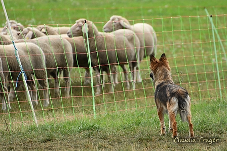 Harzer Fuchs / Bild 7 von 810 / 13.09.2026 14:05 / DSC_2103.JPG