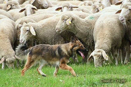 Harzer Fuchs / Bild 2 von 851 / 13.09.2026 14:24 / DSC_2382.JPG