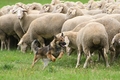 Vorschau von Bild 1 von 810