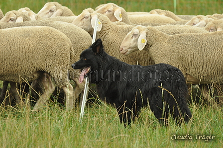 Schwarzer / Bild 43 von 225 / 07.09.2019 09:00 / DSC_5639.JPG