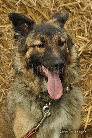 Siegerländer Kuhhund / Bild 5 von 5 / 26.08.2017 12:03 / DSC_0788.jpg