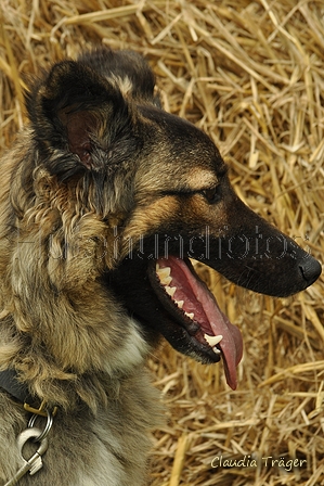 Siegerländer Kuhhund / Bild 4 von 5 / 26.08.2017 12:03 / DSC_0790.jpg