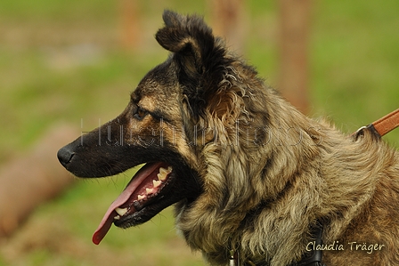 Siegerländer Kuhhund / Bild 2 von 5 / 26.08.2017 12:04 / DSC_0809.jpg