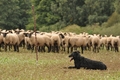 Süddeutscher Schwarzer / Bild 1 von 5 / 21.09.2014 13:59 / DSC_8323.JPG