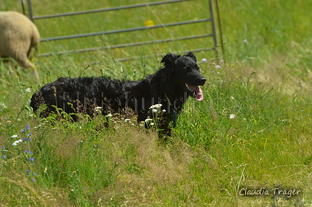 S&uuml;ddeutscher Schwarzer / Bild 6 von 25 / 29.06.2024 12:17 / DSC_0245.JPG