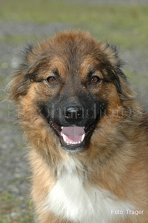 Westerwälder Kuhhund / Bild 47 von 47 / 08.07.2007 10:58 / DSC_0030.JPG