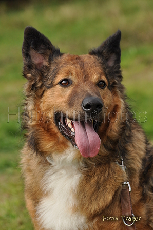 Westerwälder Kuhhund / Bild 34 von 47 / 07.09.2014 15:22 / DSC_9832.JPG