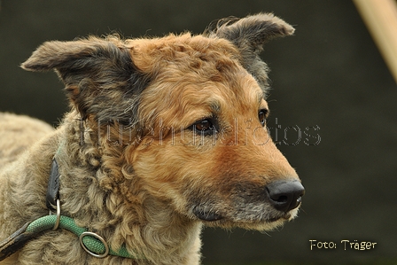 Westerwälder Kuhhund / Bild 31 von 47 / 26.08.2017 09:23 / DSC_8855.jpg