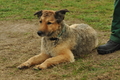 Westerwälder Kuhhund / Bild 26 von 47 / 26.08.2017 09:31 / DSC_8879.JPG