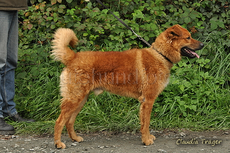 Westerwälder Kuhhund / Bild 23 von 47 / 10.09.2017 11:53 / DSC_4668.JPG