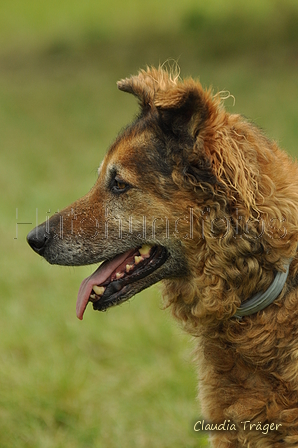 Westerwälder Kuhhund / Bild 20 von 47 / 28.07.2019 12:19 / DSC_7219.JPG