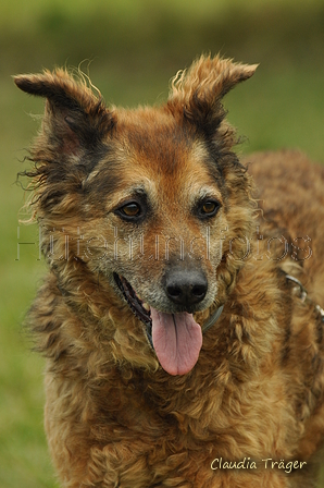 Westerwälder Kuhhund / Bild 19 von 47 / 28.07.2019 12:19 / DSC_7221.JPG